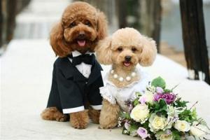 Собаки свидетели на свадьбе