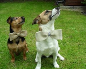 Собаки свидетели на свадьбе
