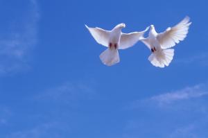 Свадебные голуби полетели